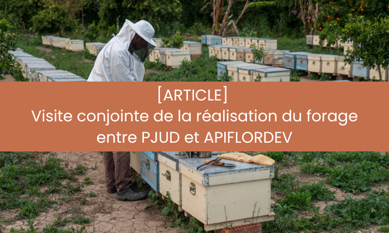 Visuel article apiculture
