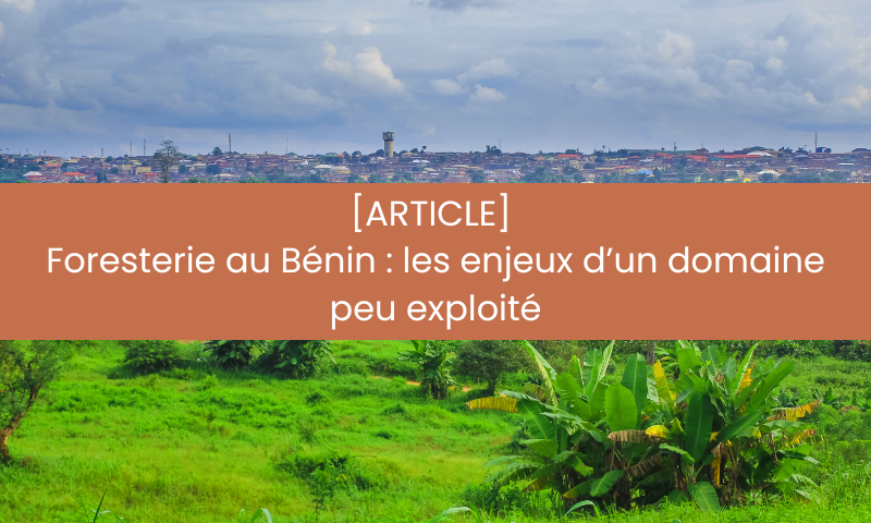 Visuel article enjeux foresterie Benin
